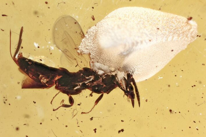 Detailed Fossil Wasp (Torymidae) in Baltic Amber #367431